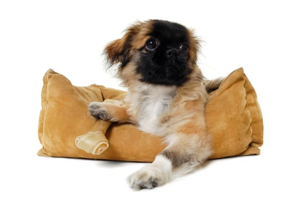 Puppy in bed van de hond — Stockfoto