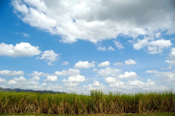 Campo de cana-de-açúcar da República Dominicana — Fotografia de Stock