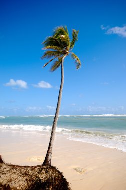 egzotik caribbean beach