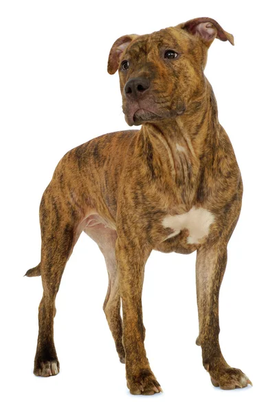 Perro - Staffordshire terrier — Foto de Stock