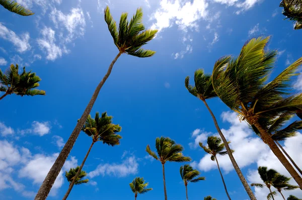 Пальмы и небо — стоковое фото