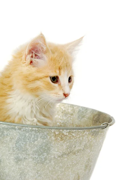 Kitten in bucket — Stock Photo, Image