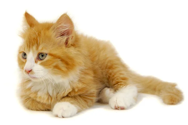 Kitten — Stock Photo, Image