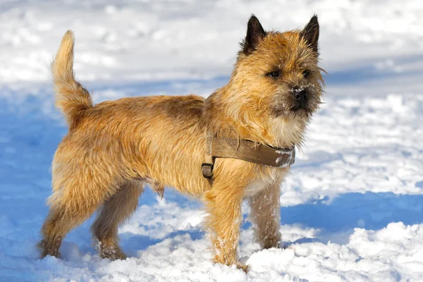 Chien dans neige — Photo