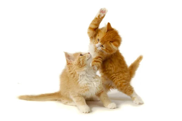 Fighting kittens — Stock Photo, Image