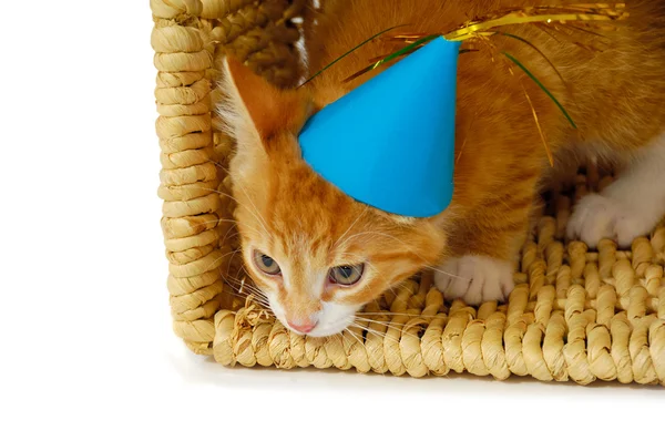 Kitten with hat — Stock Photo, Image