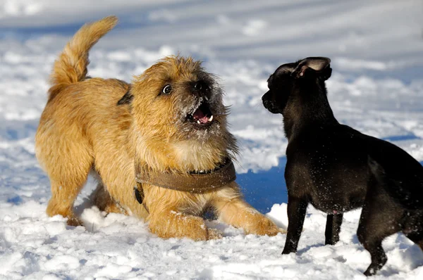 Iki köpek oynama — Stok fotoğraf