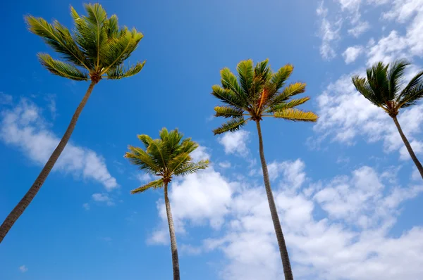 Palmeras y cielo azul — Foto de Stock