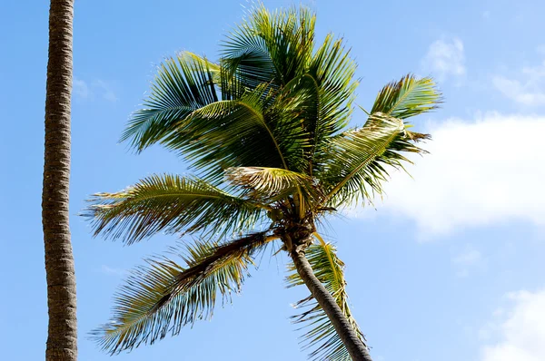 Palm en blauwe lucht — Stockfoto