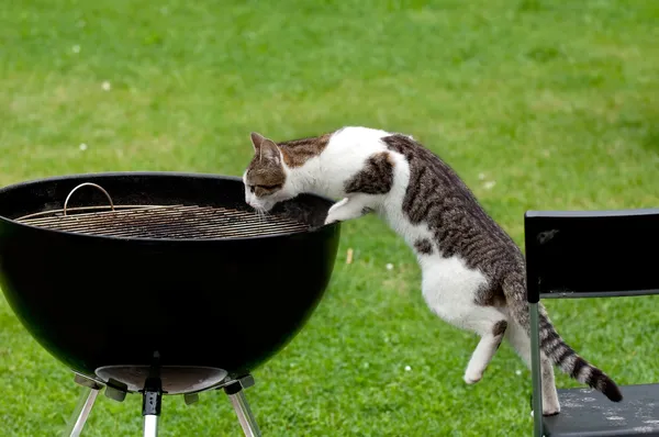 Gato faminto — Fotografia de Stock