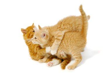 yavru kedi mücadele