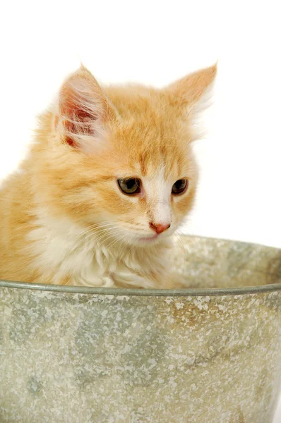 Kitten in bucket — Stock Photo, Image