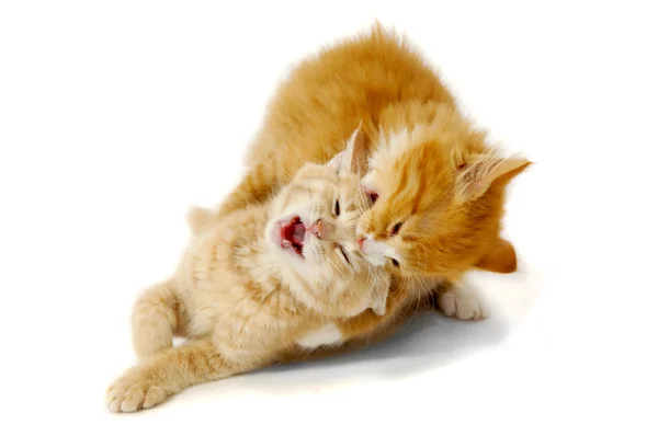 Fighting kittens — Stock Photo, Image