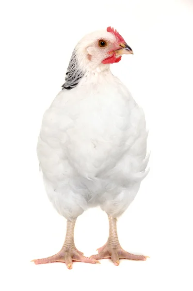 Chicken isolated — Stock Photo, Image