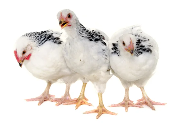 Chickens on white background — Stock Photo, Image