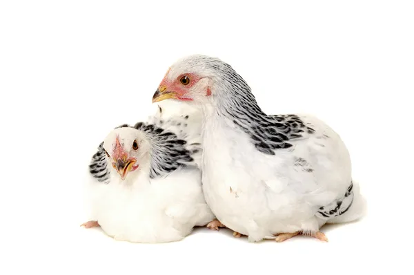 Chickens on white background — Stock Photo, Image