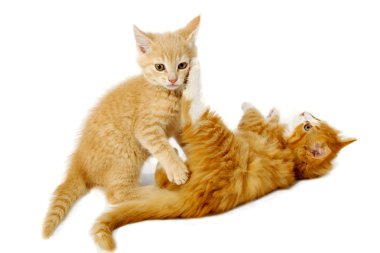 Fighting kittens clipart