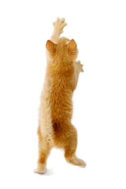 ayakta kedi