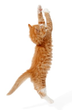 Sıçrayan kedi