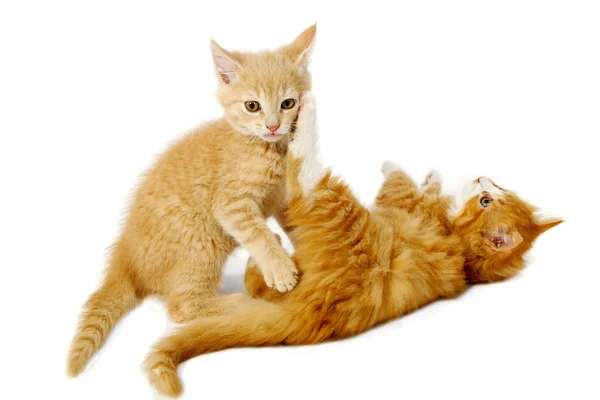 Fighting kattungar — Stockfoto