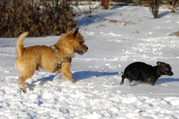 Karda iki köpek — Stok fotoğraf