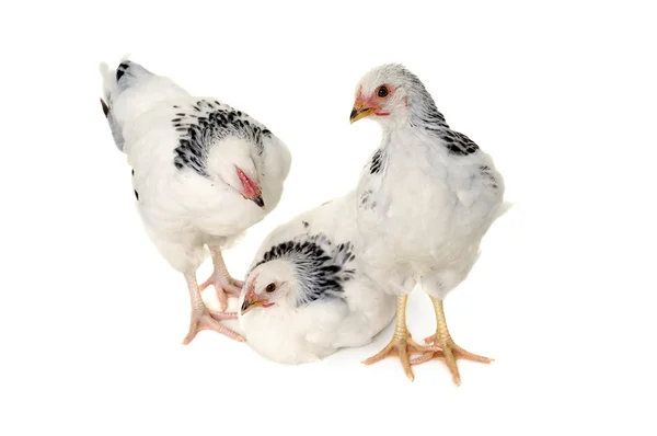 Chickens on white background — Stock Photo, Image