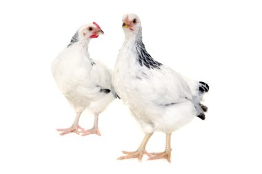 beyaz zemin üzerine tavuk