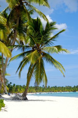 Caribbean beach palm ve beyaz kum ile