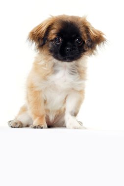 köpek yavrusu ve boş işareti