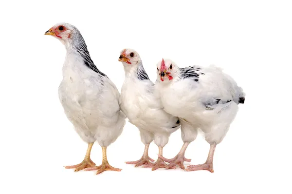 Chickens on white background — Stock Photo, Image