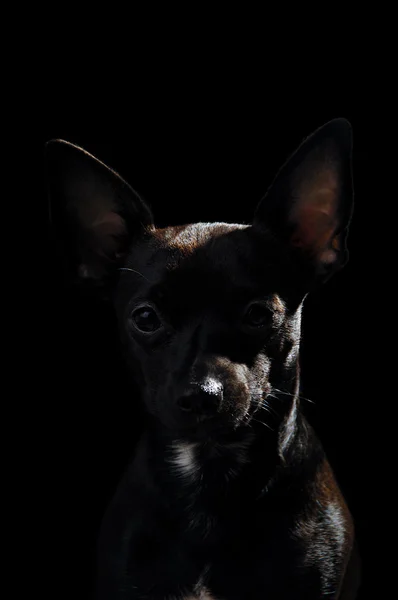 子犬犬 — ストック写真