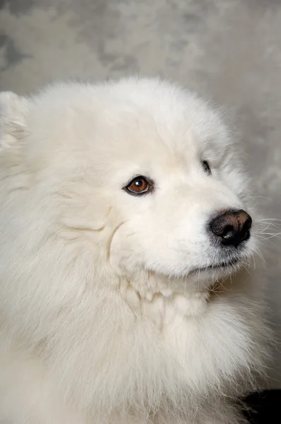 Twarz smutną samoyed psa — Zdjęcie stockowe