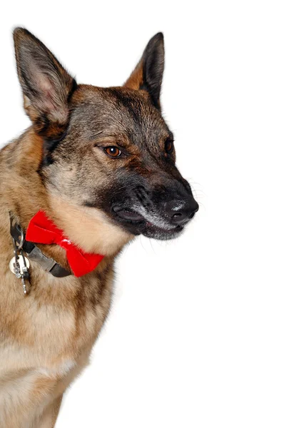 Angry german shepherd dog — Stock Photo, Image