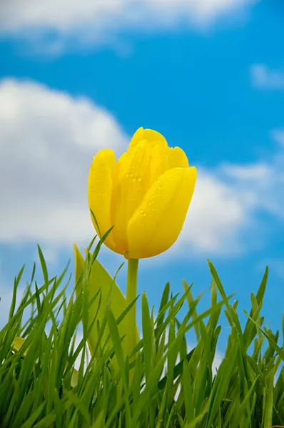 Tulipán y gotas de agua —  Fotos de Stock