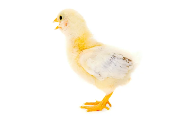 Chicken baby — Stock Photo, Image