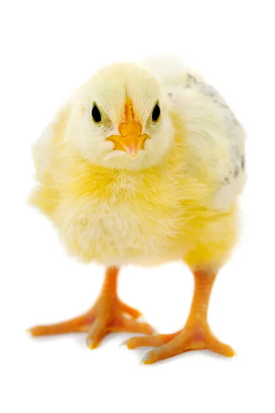 Chicken baby — Stock Photo, Image