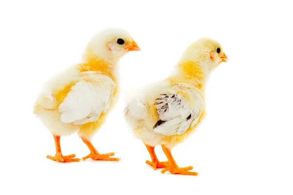 Two chicks — Stock Photo, Image