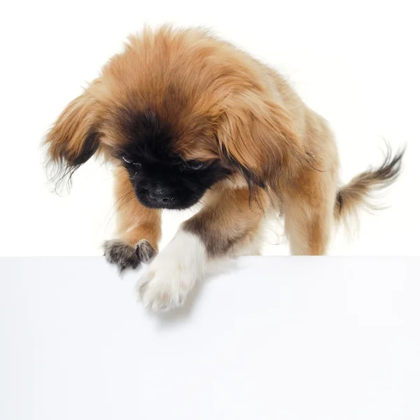 Cachorro e sinal em branco — Fotografia de Stock