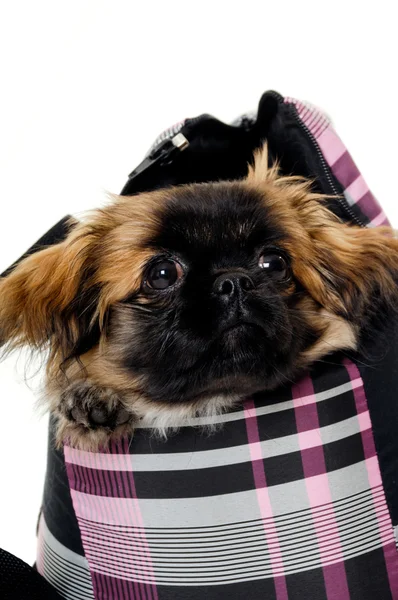 Puppy dog in bag — Stock Photo, Image