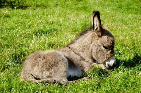Young donkey eating grass — Stock Photo, Image