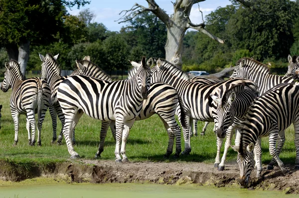 Zebras are dirnking water — Stock Photo, Image