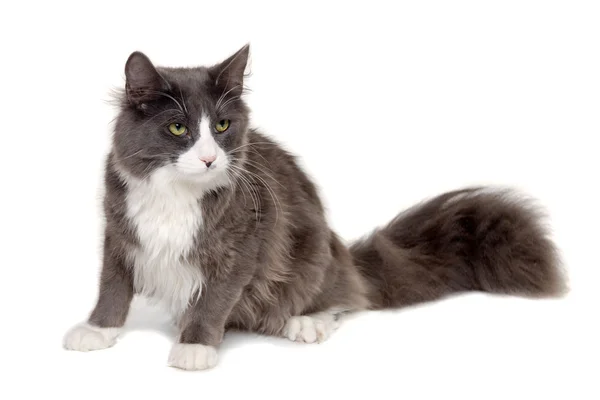 Gato gris sentado sobre un fondo blanco limpio — Foto de Stock