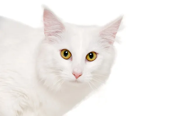 Faccia di un gatto bianco su sfondo bianco — Foto Stock