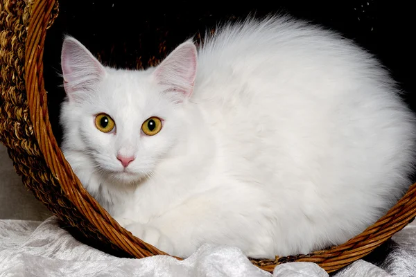 只白色的猫放在一个篮子里 — 图库照片