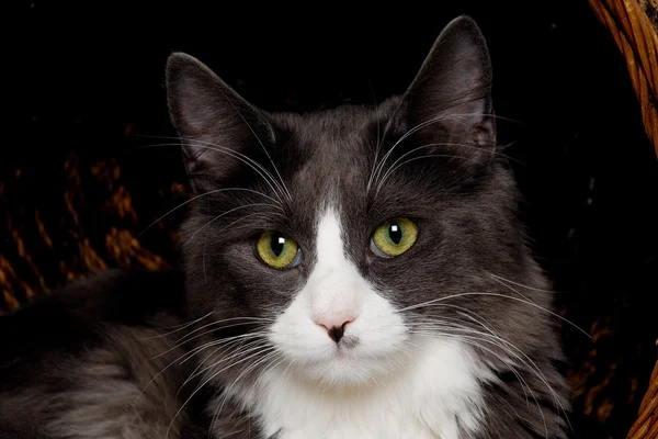 Gesicht einer grauen und weißen Katze — Stockfoto