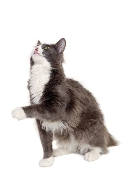 Gato gris sentado sobre un fondo blanco limpio —  Fotos de Stock