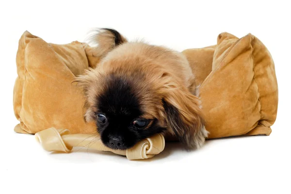 Puppy dog eating bone — Stock Photo, Image