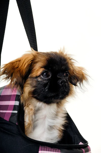 Face of puppy dog in bag — Stock Photo, Image