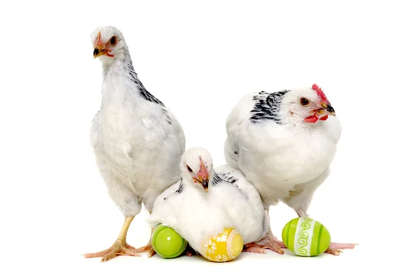 Chickens and easter eggs — Stock Photo, Image