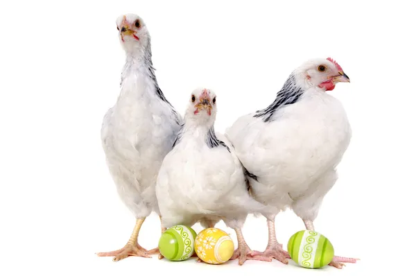 Chickens and easter eggs — Stock Photo, Image